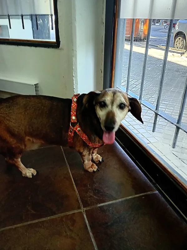 Perro con arnés naranja junto a la ventana del consultorio