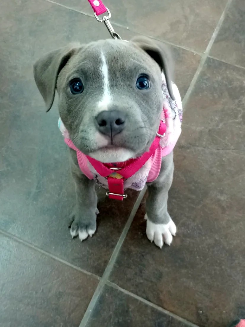 Cachorro de pitbull gris con arnés rosa en el consultorio