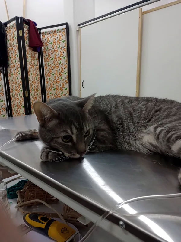 Gato atigrado descansando sobre la camilla