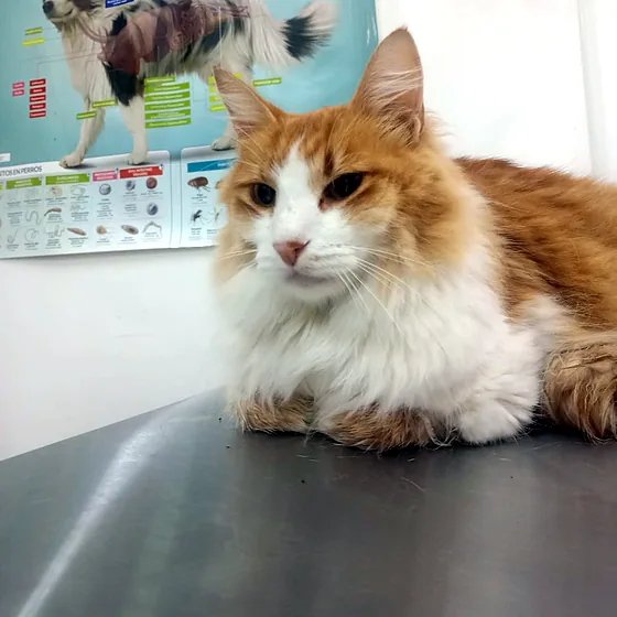 Gato naranja y blanco de pelo largo sobre la mesa de consulta