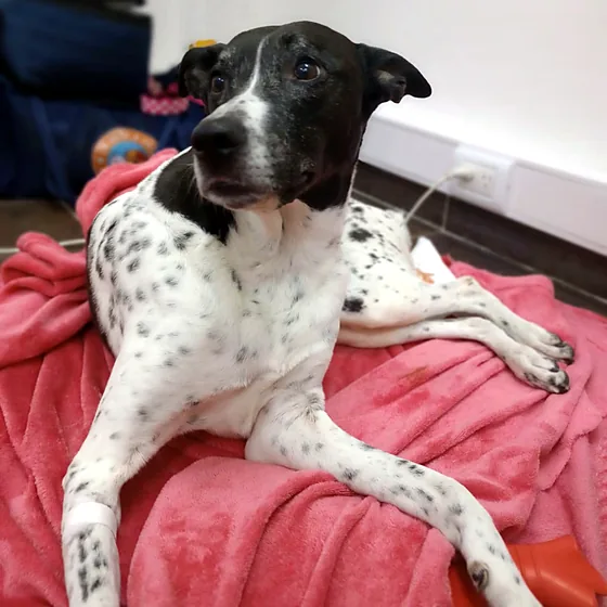 Perra blanca con manchas negras recostada sobre una manta rosa