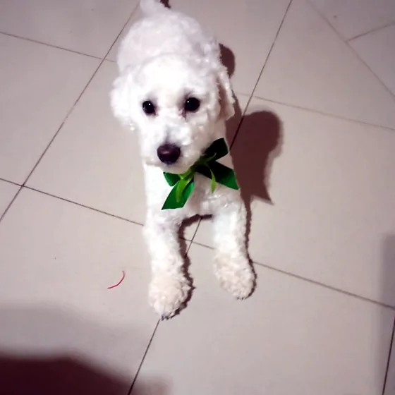 Caniche blanco con un moño verde