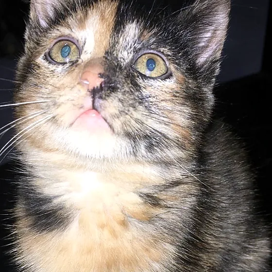 Gatita carey mirando hacia arriba