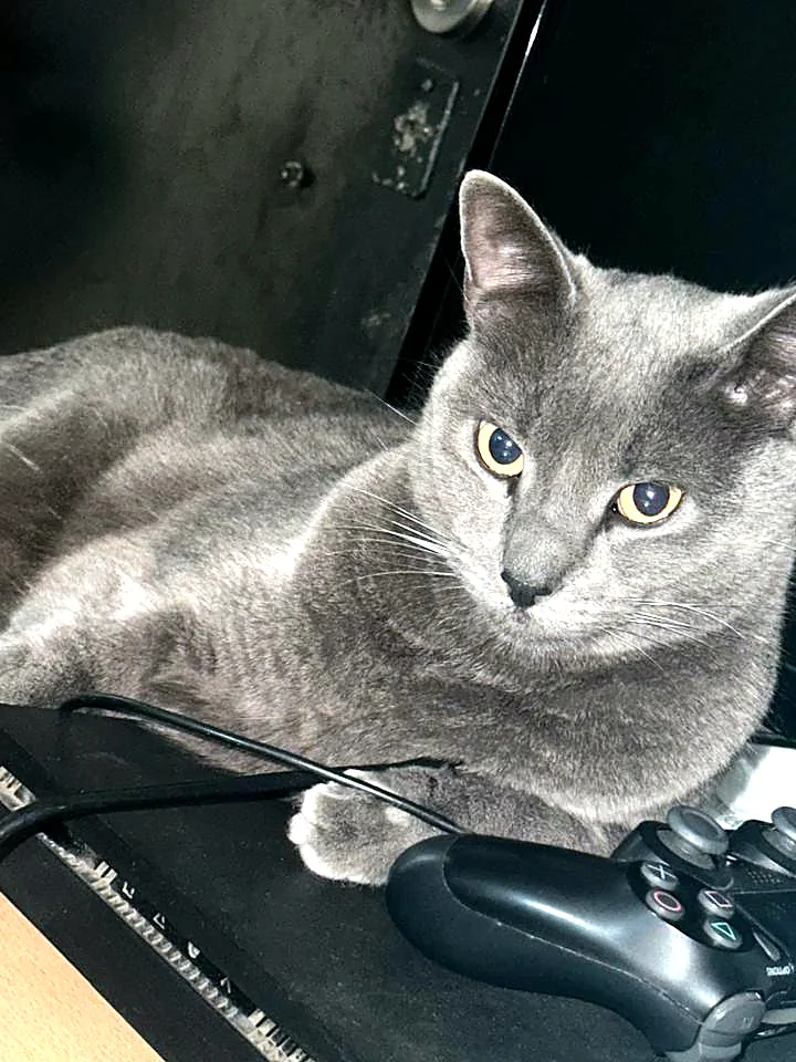 Gato gris de ojos color miel, recostado y mirando a cámara