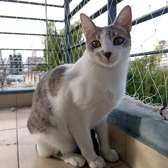 Gata blanca y gris sentada en una terraza