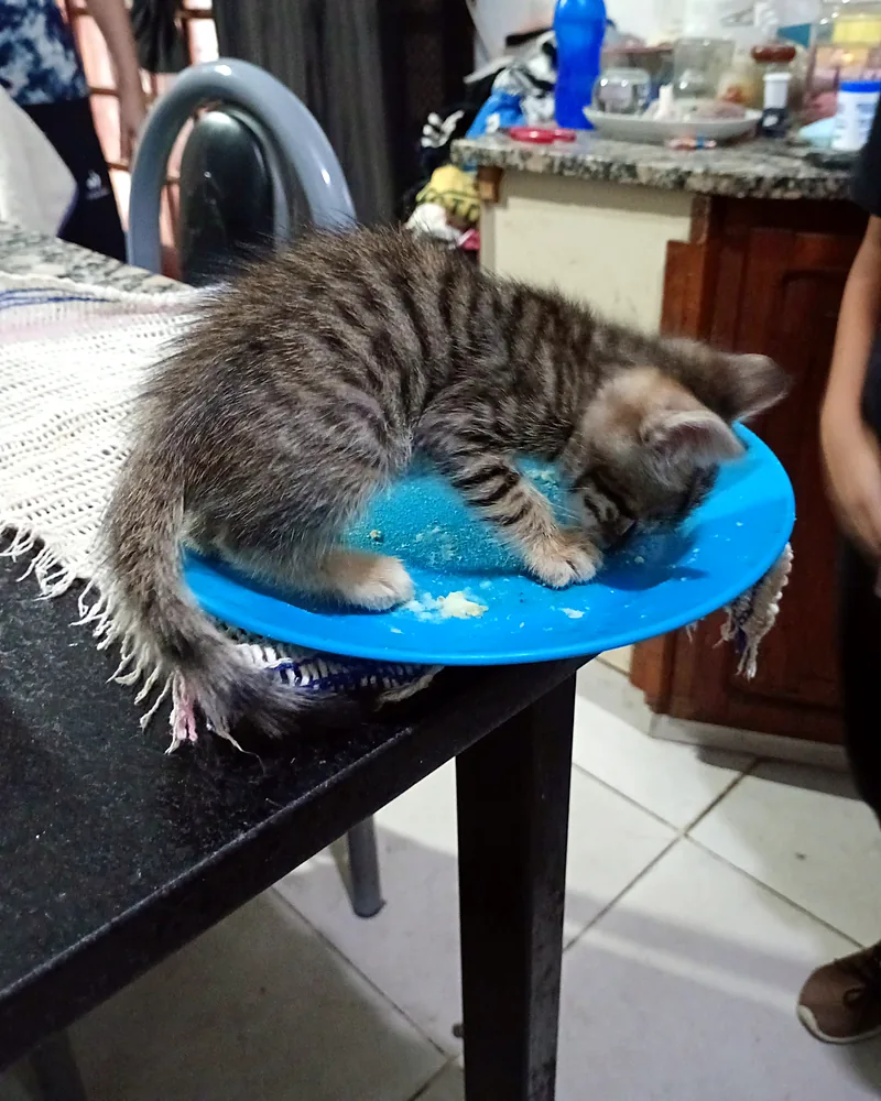 Gatito comiendo de un plato celeste sobre una mesa, en una casa